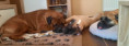 /album/fotogalerie/denda-daisy-gini-2021-05-04-jpg/
